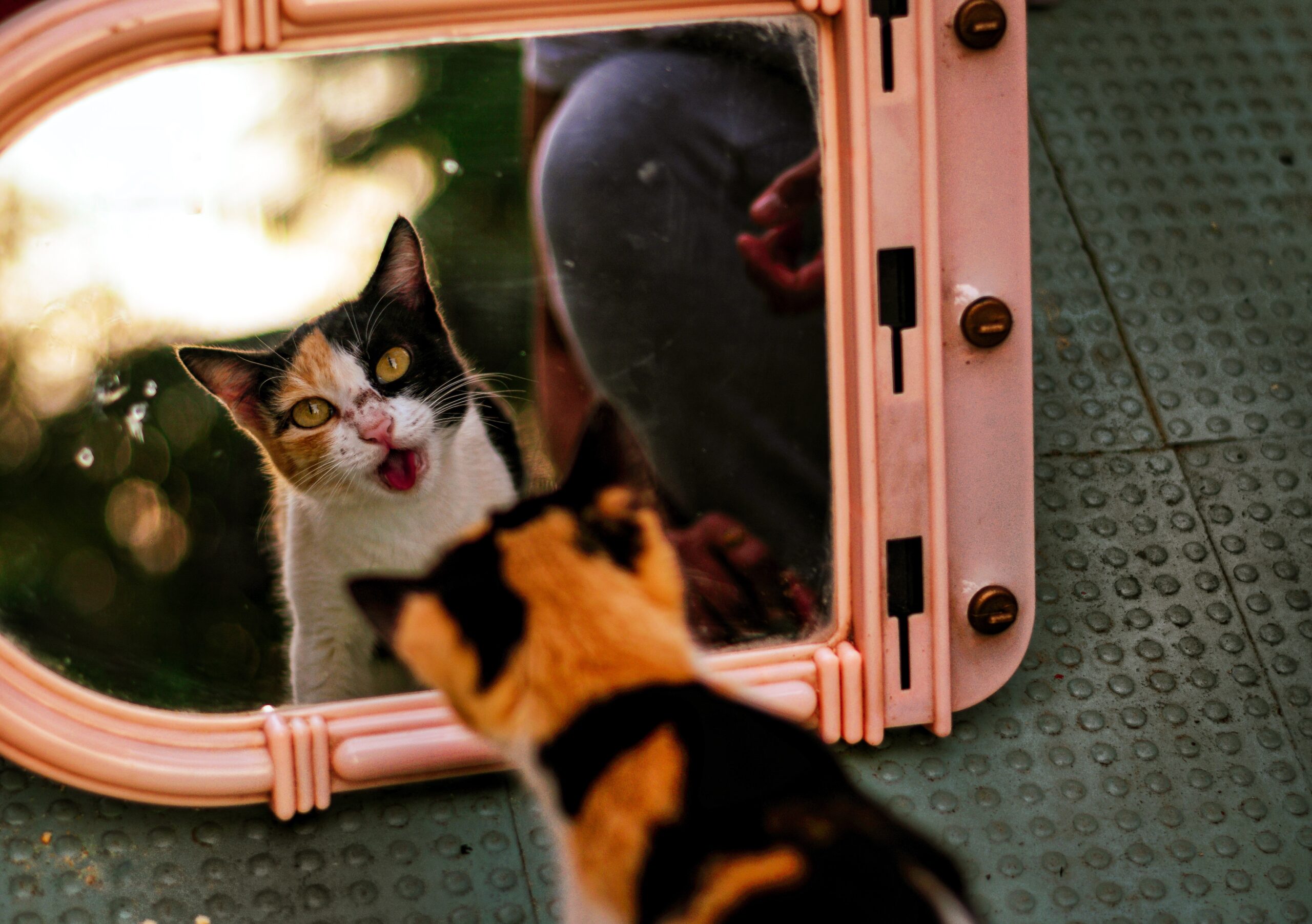 kedi güvenlik görseli